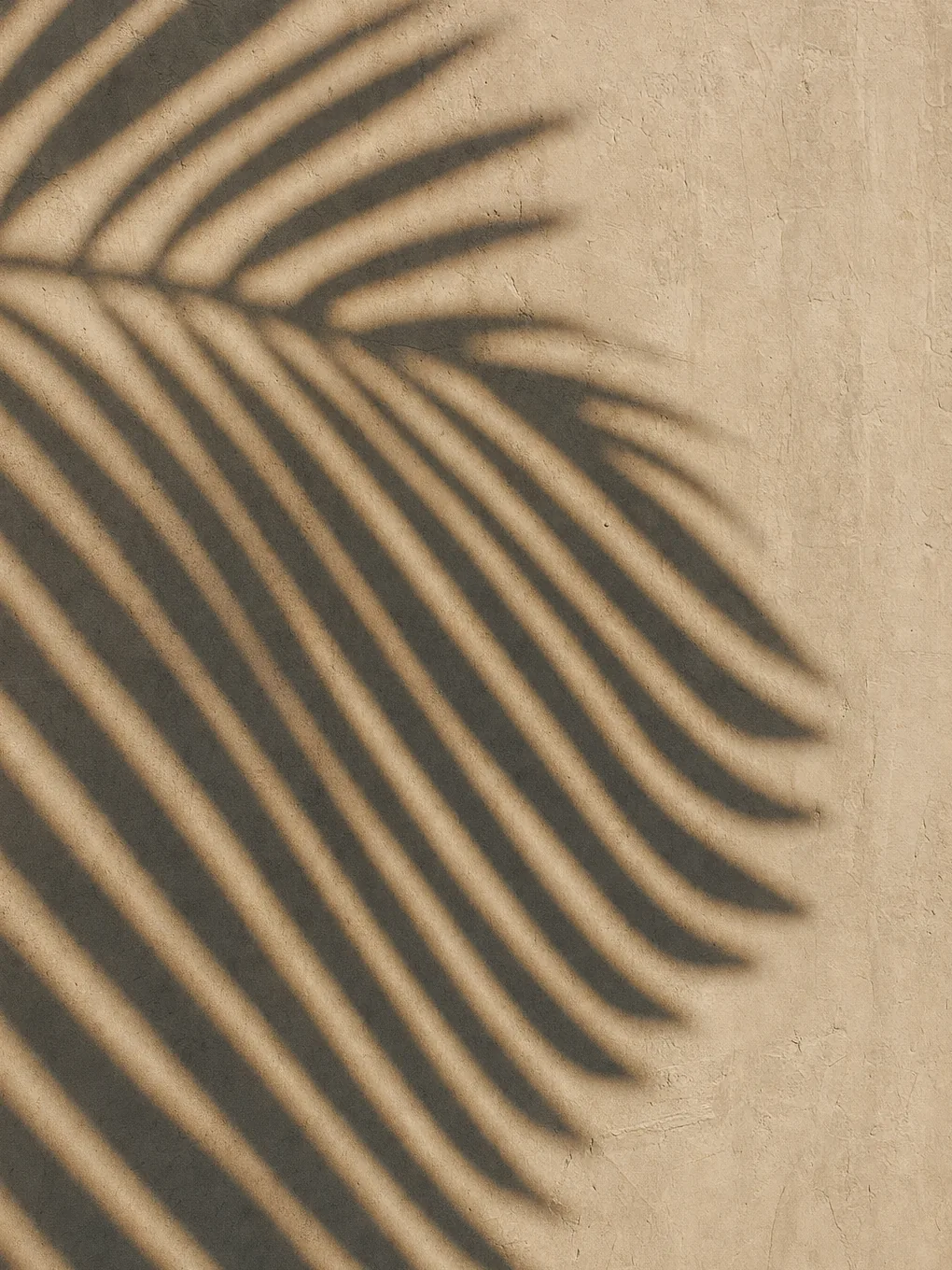 Palm frond shadows cast across a warm sand-coloured wall
